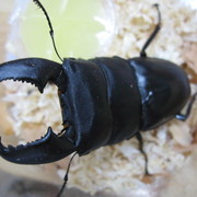 スマトラオオヒラタ　アチェ産成虫ペア　入荷しました。