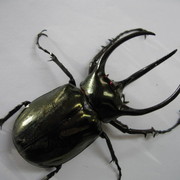 ミンダナオアトラス、ネバービスカヤオオヒラタ入荷