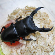 ミンダナオアトラス、ネバービスカヤオオヒラタ入荷