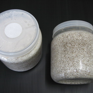 オオヒラタケ菌糸ボトル １５００cc （微粒子or粗め）