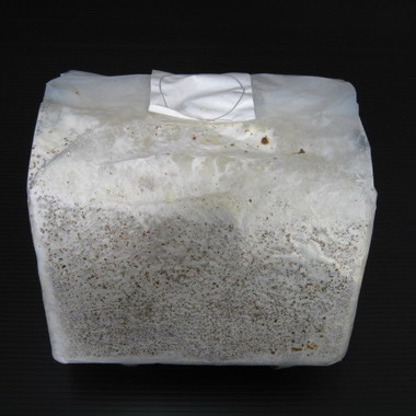 オオヒラタケ菌糸ブロック （微粒子or粗め）